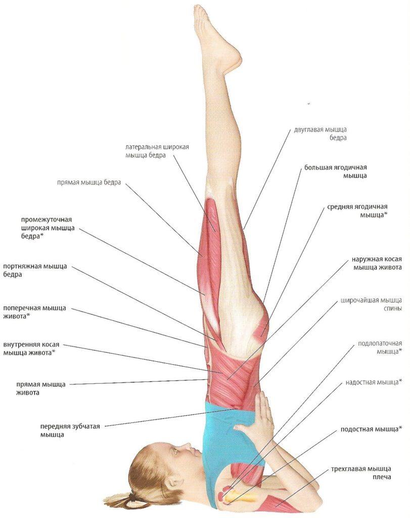 Стойка березка болит спина