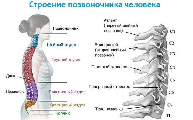 Строение позвоночника человека Строение позвоночника